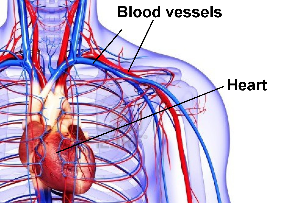 Большая сосуда человека. Сосуды сердца. Кровеносная система. Кровеносные сосуды человека.