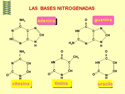 bases nitrogenadas