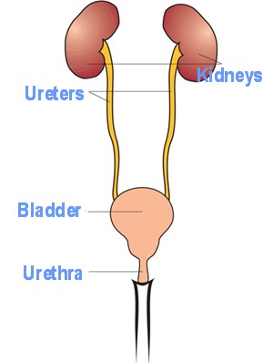 The Urinary System at emaze Presentation