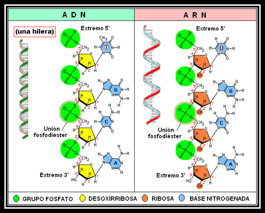 Diferencia Entre Adn Y Arn Bases Nitrogenadas app.emaze.com
