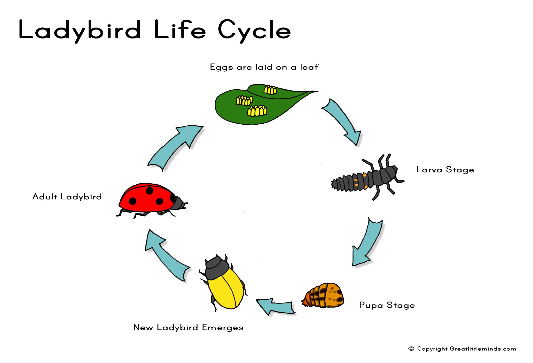 The cycle of being. Cycle Life of Ladybird. The Cycle. Life Cycle of a Horse Larva. Teach the Cycle of Life.