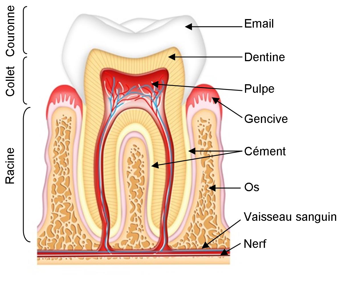 Tooth anatomy. Строение зуба. Строение зуба человека. Структура зуба. Строение зуба анатомия.