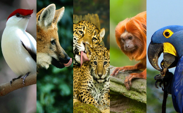 Animais Do Bioma Amazonia DE31 Ivango