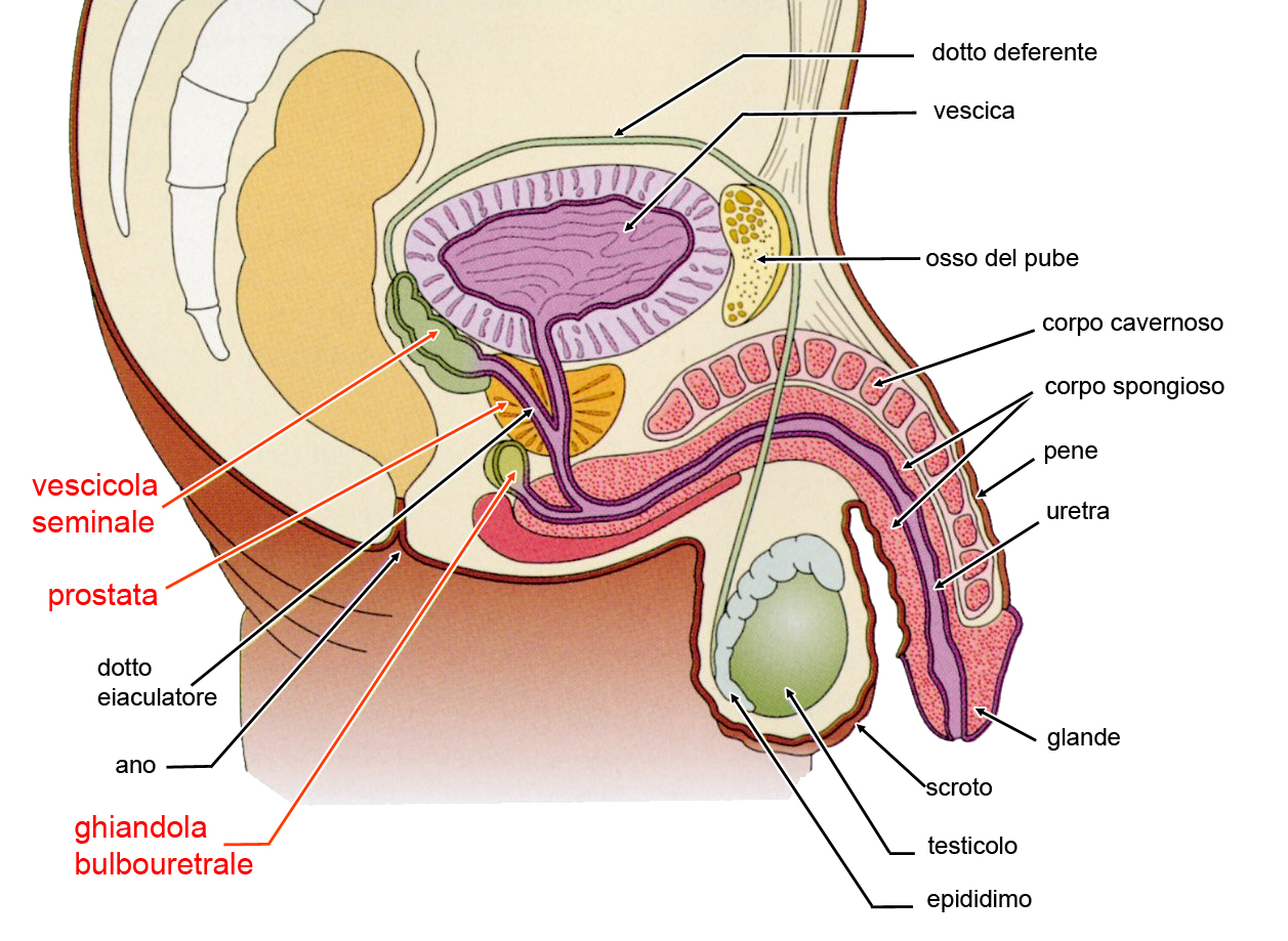 prostata e vescicole seminali ppt 2016