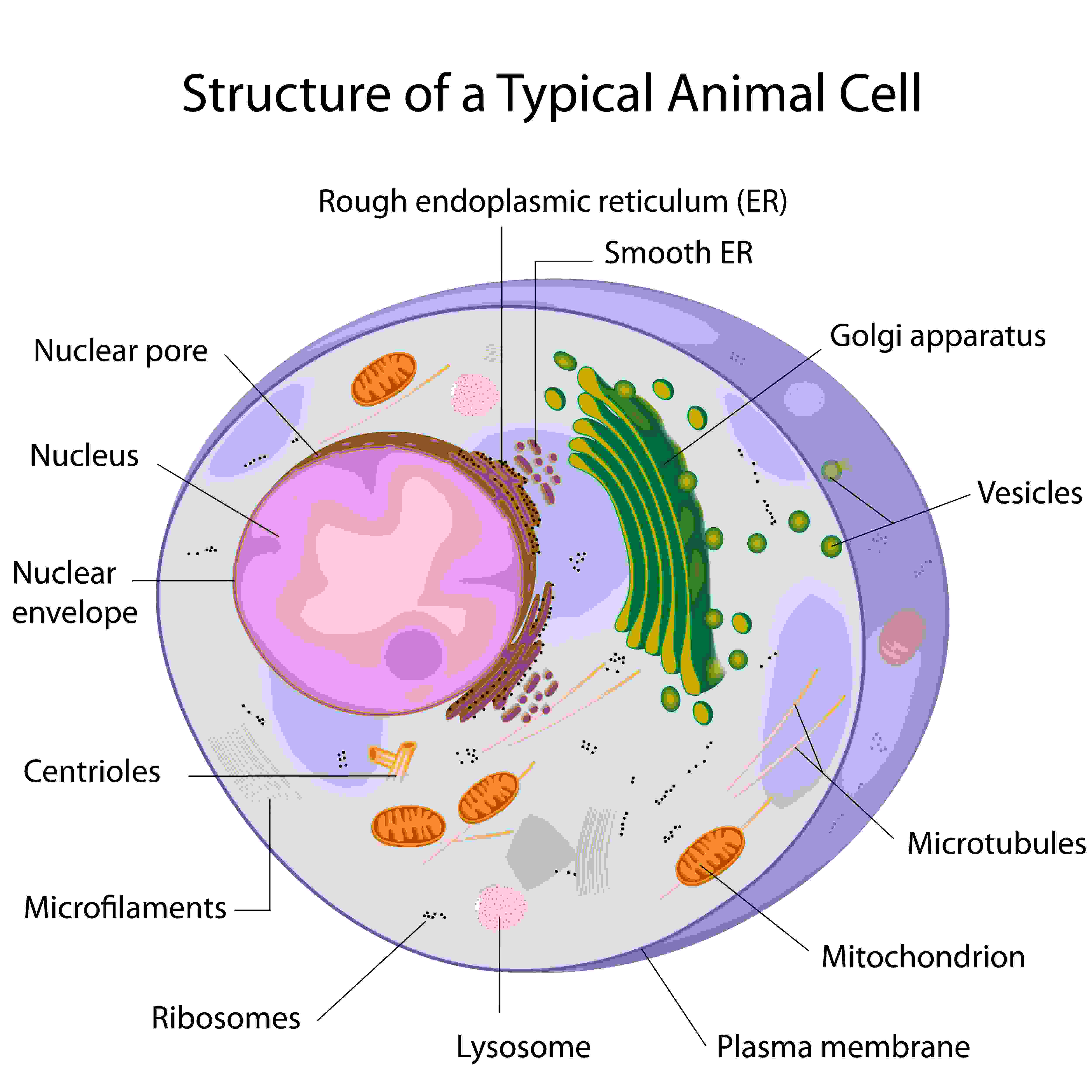 What organelles are in a female egg cell?