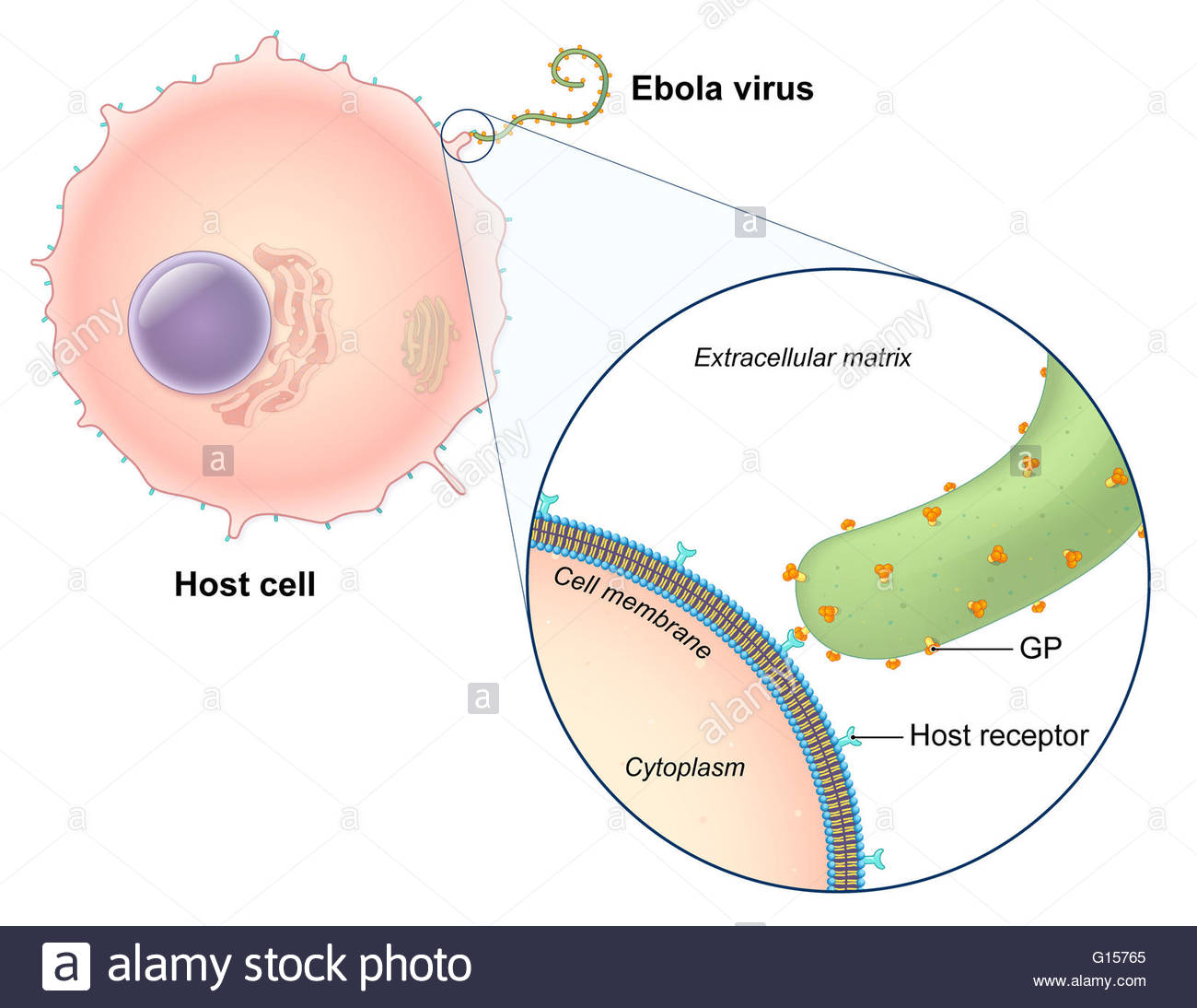 Host cells. Вирус Эбола РНК или ДНК. Ebolavirus Replication Cycle.