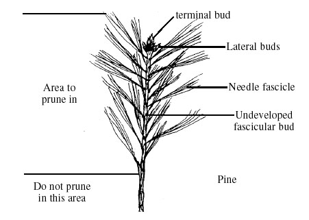 Conifer at emaze Presentation