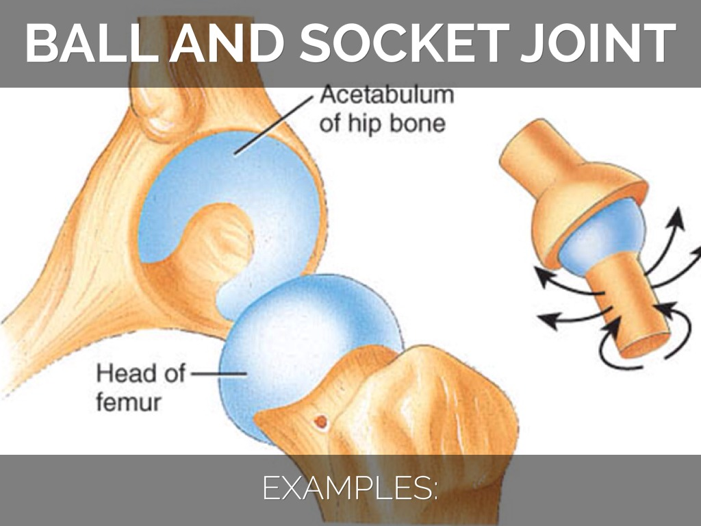 Ball and Socket Joint. Ball and Socket Joint l160/d80. Socket — сустава. Non-Human Ball and Socket Joint.