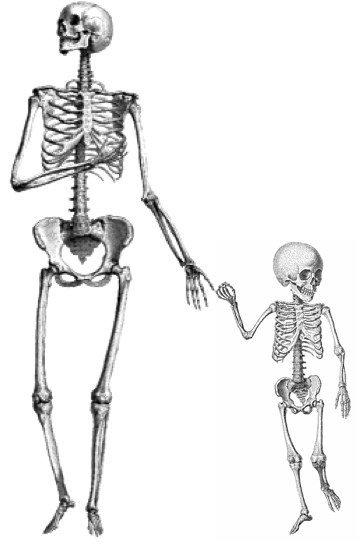 Сколько костей у новорожденного. Скелет ребенка и взрослого человека. Скелет новорожденного ребенка. Скелет новорожденного ребенка и взрослого. Костей у детей.