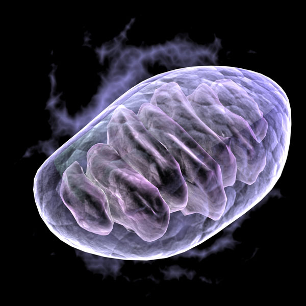 A Cosa Serve Il Reticolo Endoplasmatico