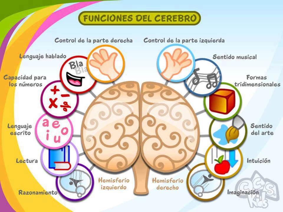 Resultado de imagen para lobulos cerebrales funciones