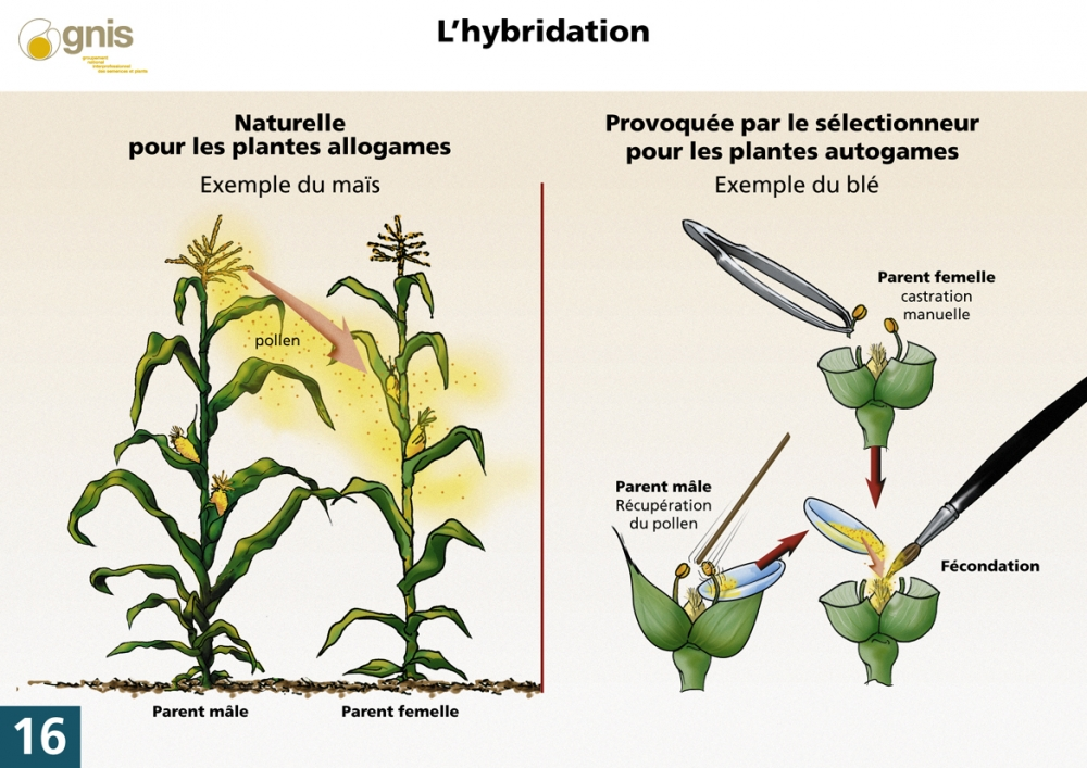 Hybridation On Emaze 9500