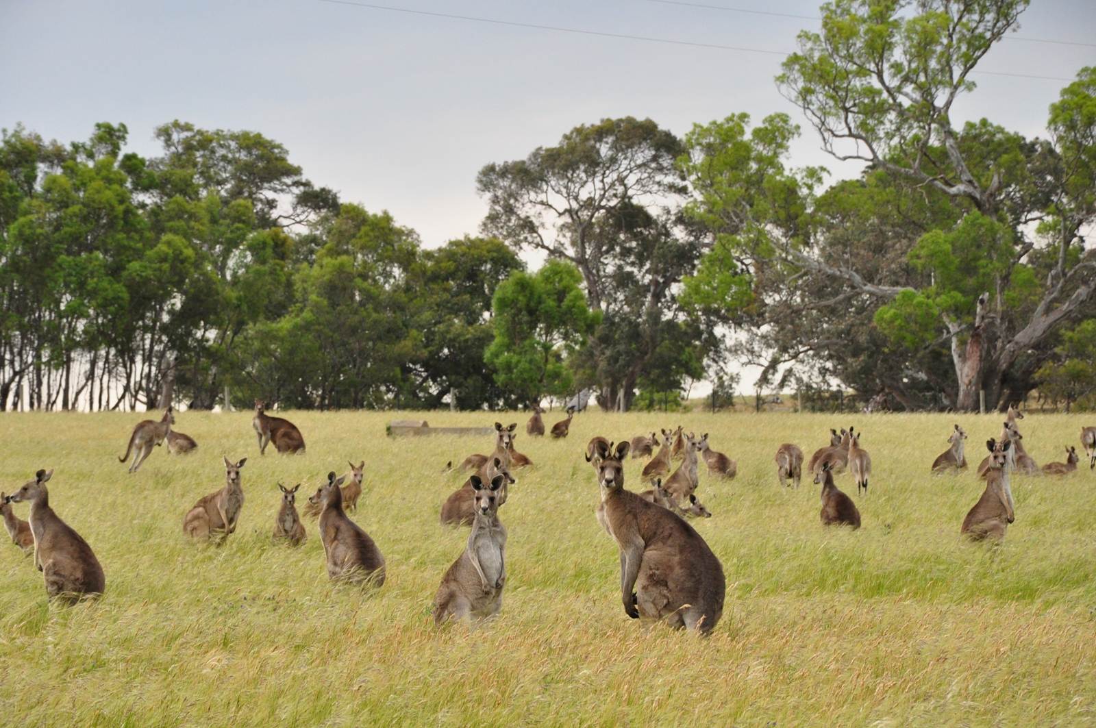 Какие в редколесьях животные. Кенгуру в Австралии. Саванны Австралии. Австралия Саванна с кенгуру. Фауна саванны в Австралии.