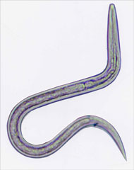 Nematodes on emaze