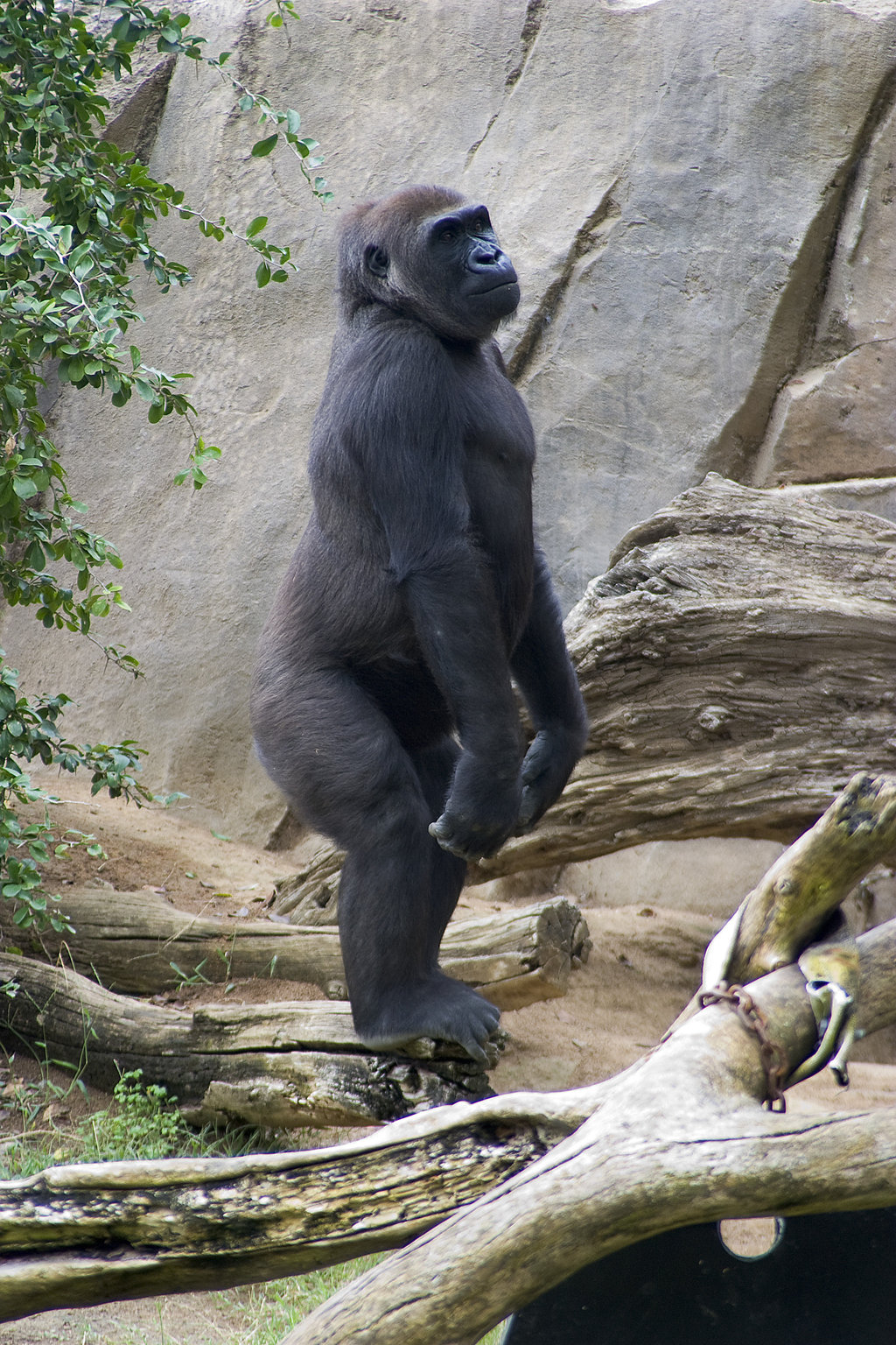 Горилла человекообразная обезьяна. Человекообразные обезьяны гориллы. Гиббон горилла. Шимпанзе горилла орангутан. Человекообразные приматы.