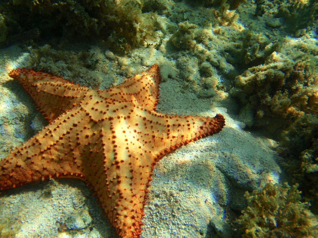 Echinodermata on emaze