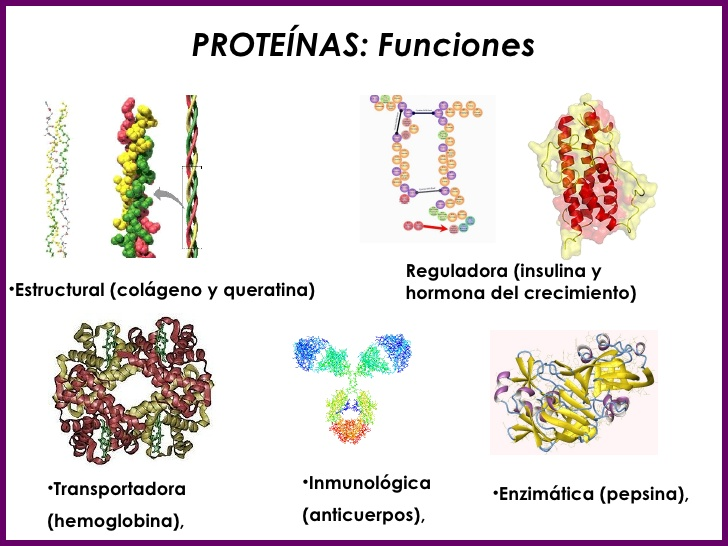 Proteinas Y Enzimas On Emaze 8114