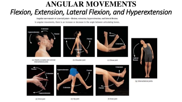 Movement us перевод. Циркумдукция. TERGUMED В исполнении lateral flexion. Периферическое вращение (циркумдукция. Циркумдукция характеристики.