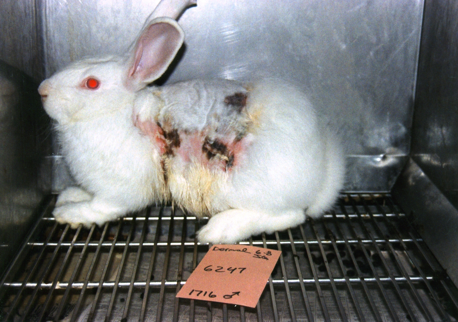Essay on animal testing