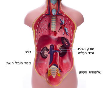 תוצאת תמונה עבור מערכת ההפרשה