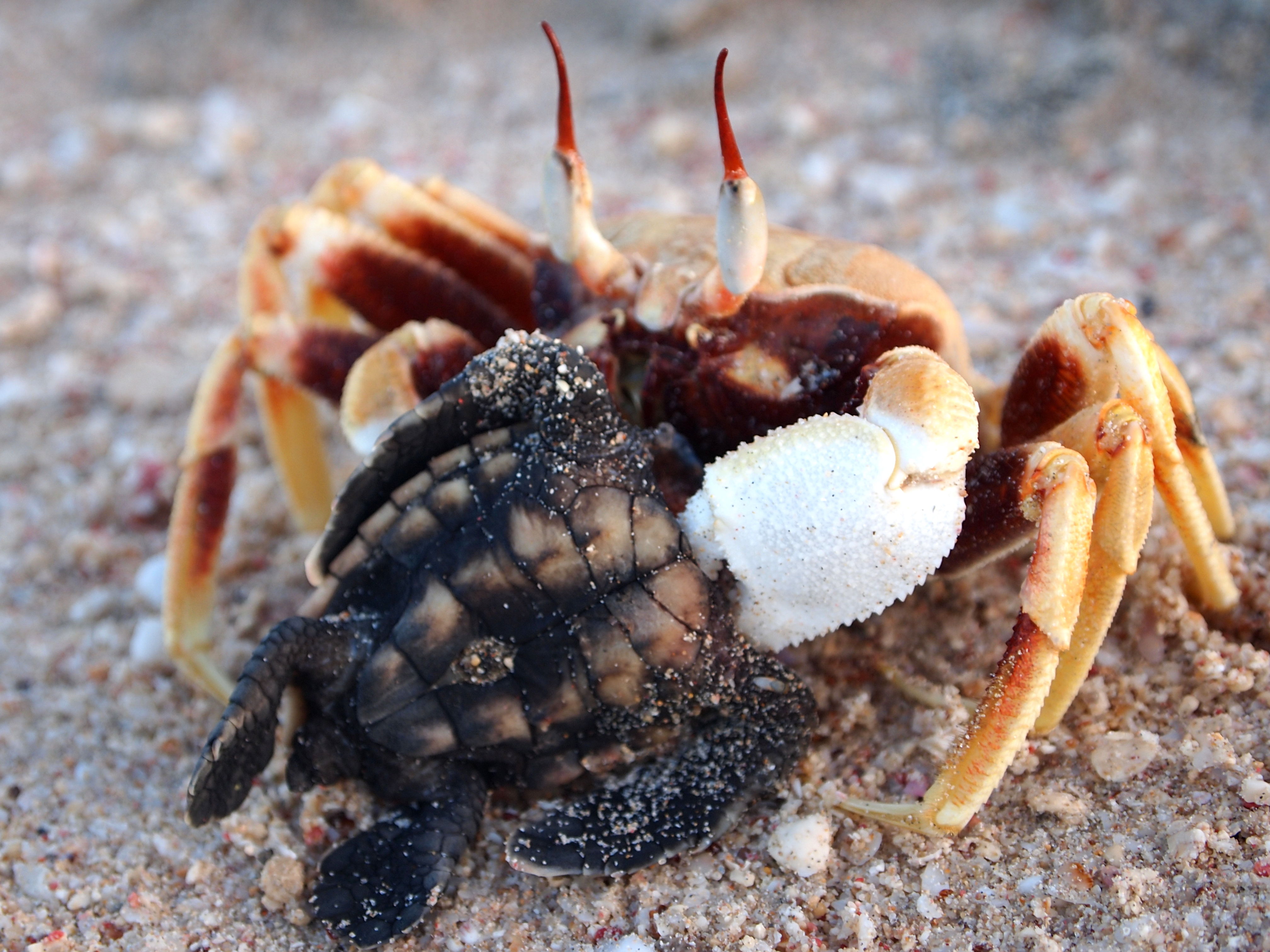 saving-the-sea-turtles-at-emaze-presentation