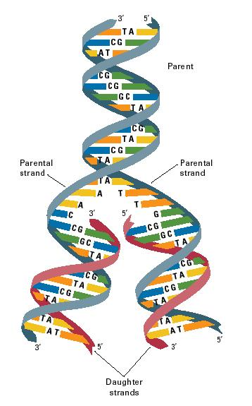 RNA, Transcription, Translation 2014.pptx on emaze