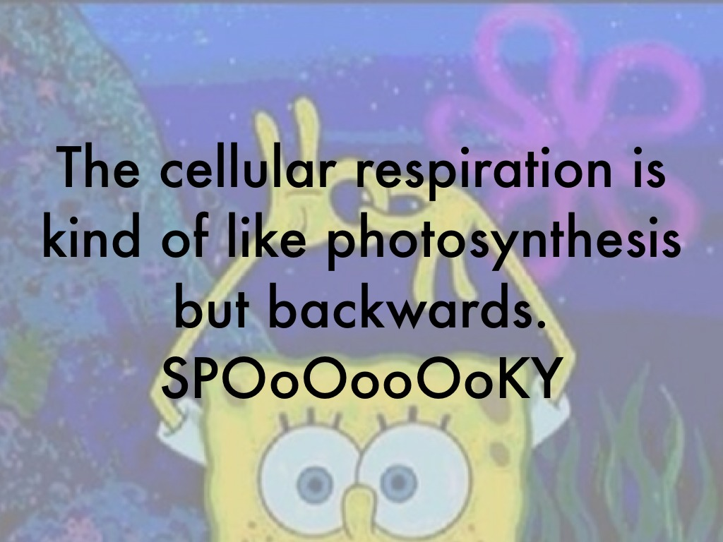 Journals 2017 On Emaze Daily Objective I Will Be Able To Compare And Contrast Photosynthesis Cellular Respiration