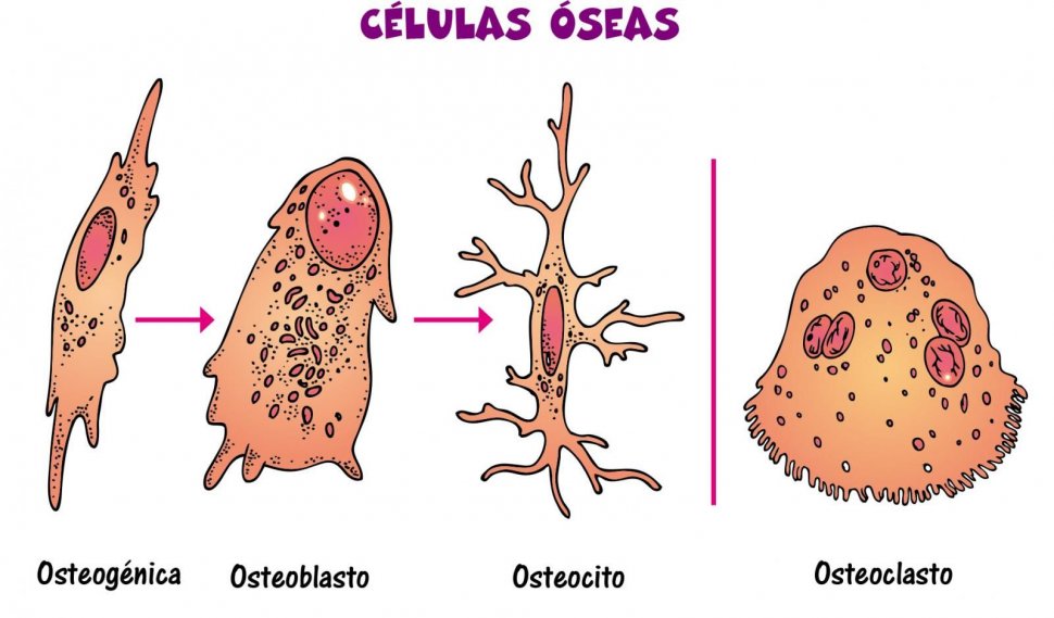 TEJIDO ÓSEO on emaze TEJIDO ÓSEO on emaze