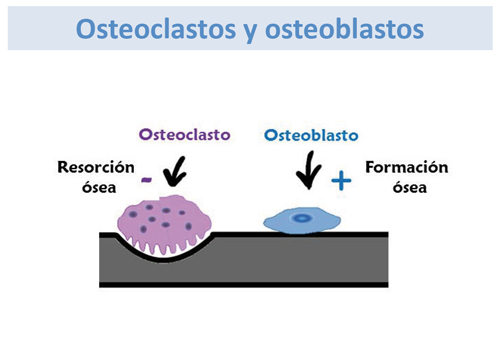 TEJIDO ÓSEO At Emaze Presentation