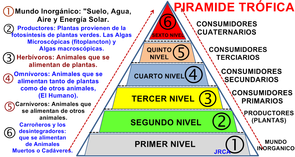 Resultado de imagen para cadena alimenticia