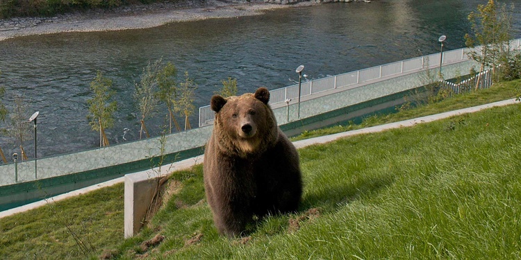 Bear park. Bärenpark Берн. Медвежий парк в Берне. Берн медведи. Медведь в Швейцарии.