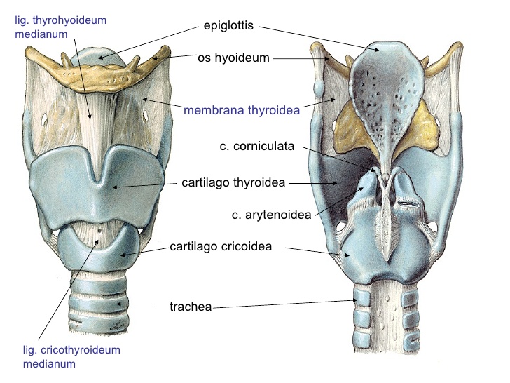 К хрящам гортани относится. Клиновидный хрящ cartilago cuneiformis. Черпаловидные хрящи гортани. Клиновидный хрящ строение. Перстневидный хрящ анатомия.