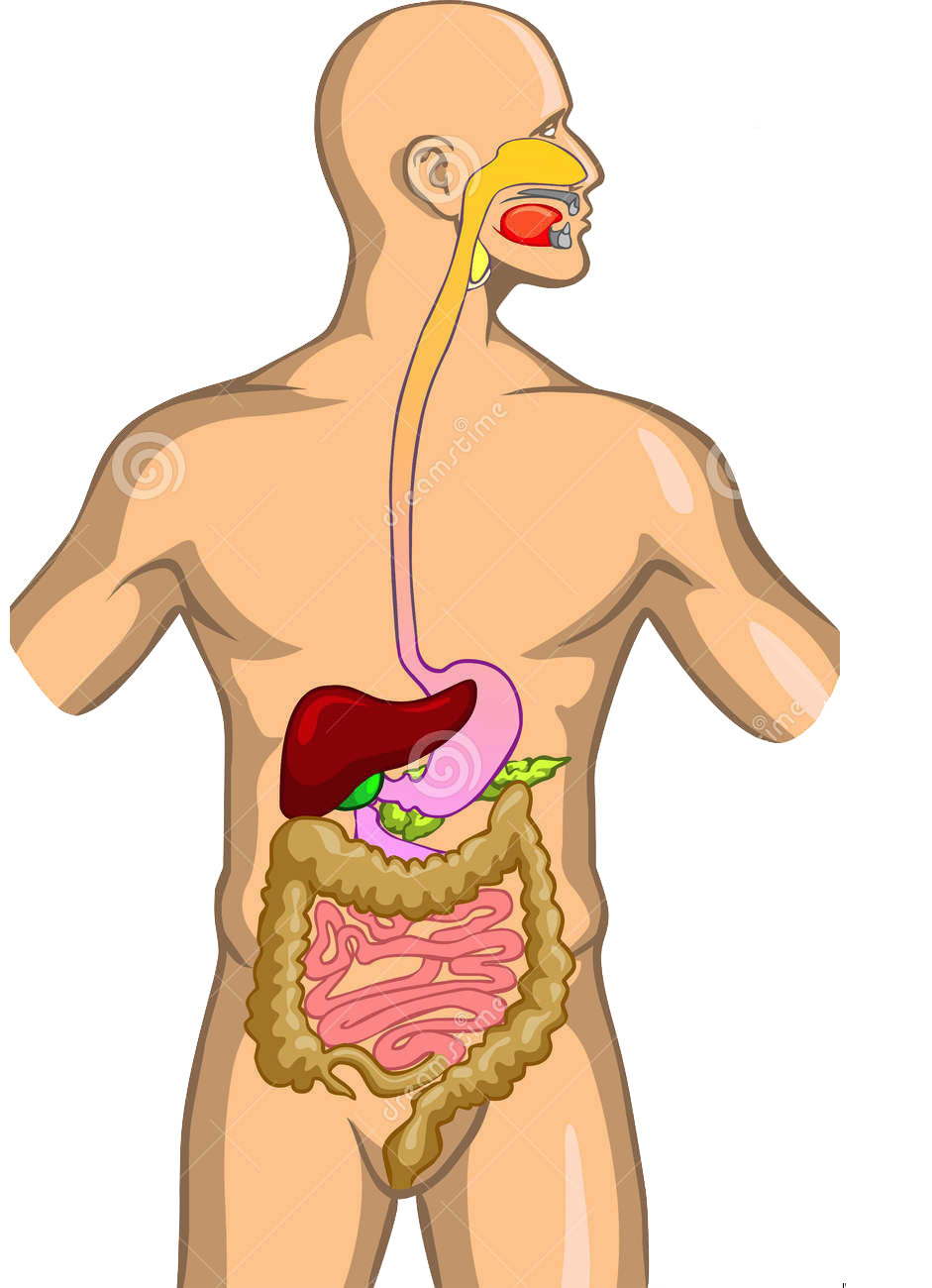 What Is The First Division Of The Digestive System Quizlet