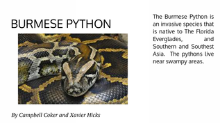 Burmese Python : And Invasive Species at emaze Presentation