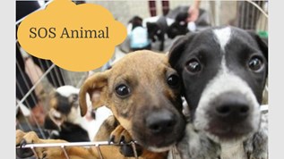 SOS Animal at emaze Presentation