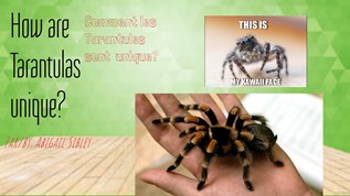 Tarantulas at emaze Presentation