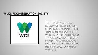 Katy Webb-Wildlife Conservation Society at emaze Presentation