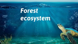 Forest ecosystem at emaze Presentation