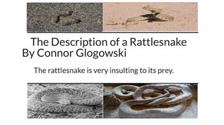 The description of a rattlesnake at emaze Presentation