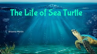 The Life Of Sea Turtle At Emaze Presentation