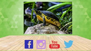 Vet At Emaze Presentation