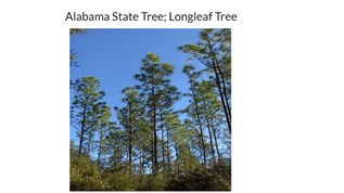 Alabama State Tree; Longleaf Tree at emaze Presentation