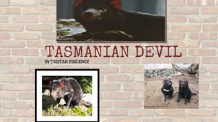 Tasmanian Devil Gallery at emaze Presentation