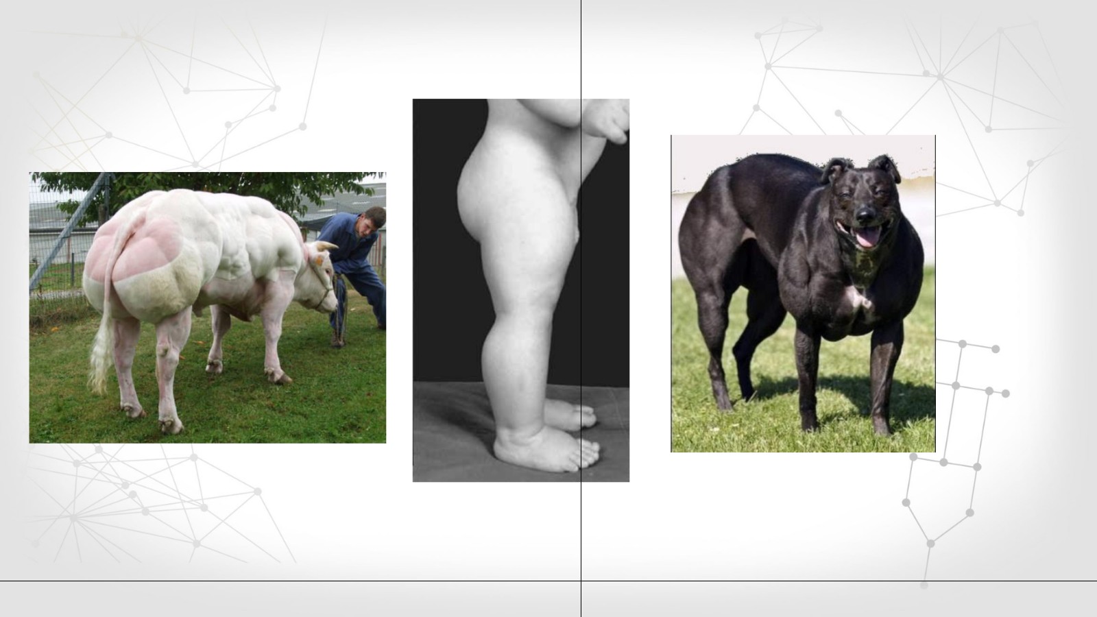 Genmutation at emaze Presentation