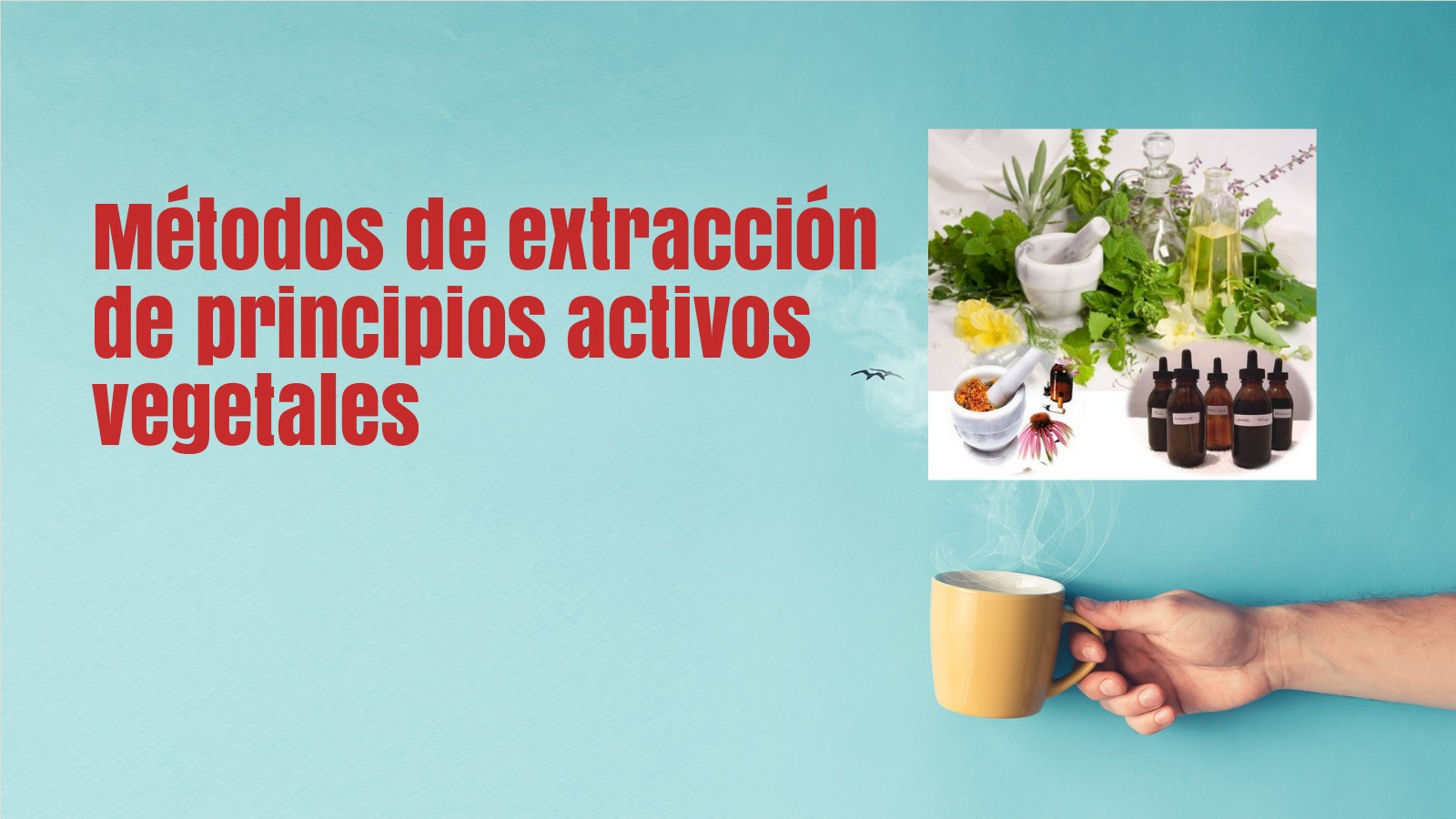 MÉTODOS DE EXTRACCIÓN DE PRINCIPIOS ACTIVOS DE ORIGEN at emaze Presentation