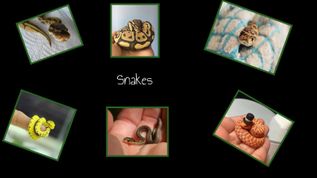 Snakes at emaze Presentation