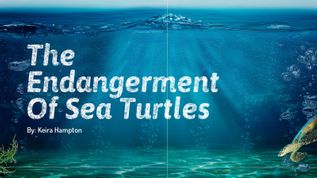 The Endangerment Of Sea Turtles at emaze Presentation