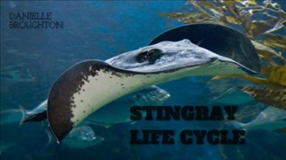 Stingray Life Cycle at emaze Presentation