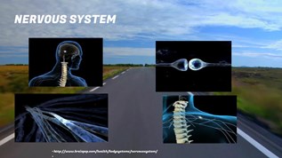 Exploring The Nervous System Pptx At Emaze Presentation