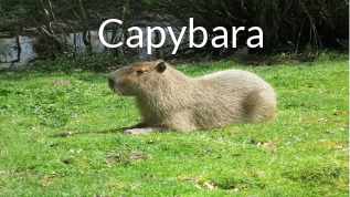 Capybara At Emaze Presentation